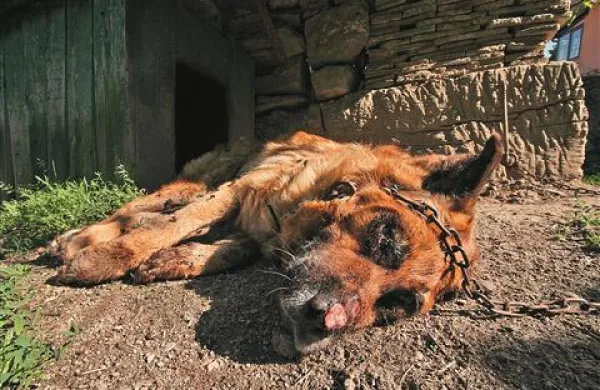 Zaradi mučenja psa mora njegov gospodar v zapor