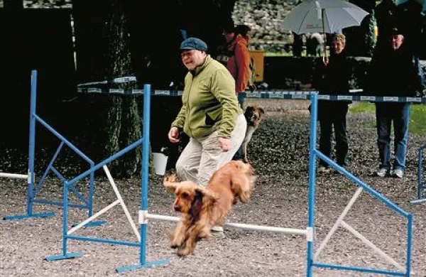 V pasji šoli se psi učijo premagovati ovire