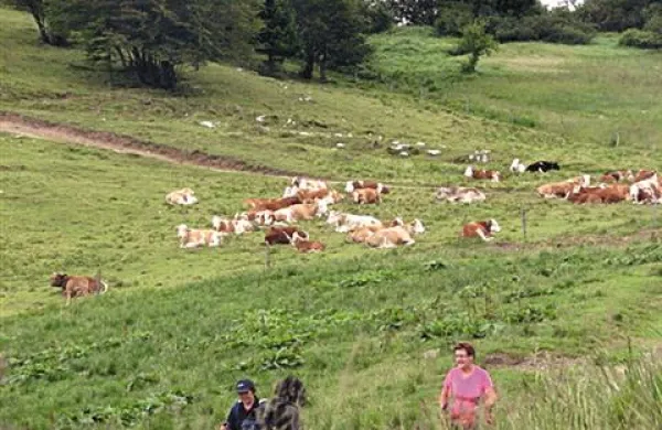 Na Idrijskem in Cerkljanskem prevladuje  živinoreja  (na fotografiji pašniki pod Poreznom)