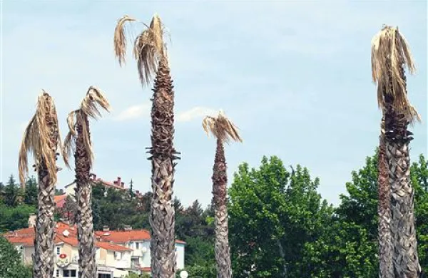  Žalostne ankarančanke