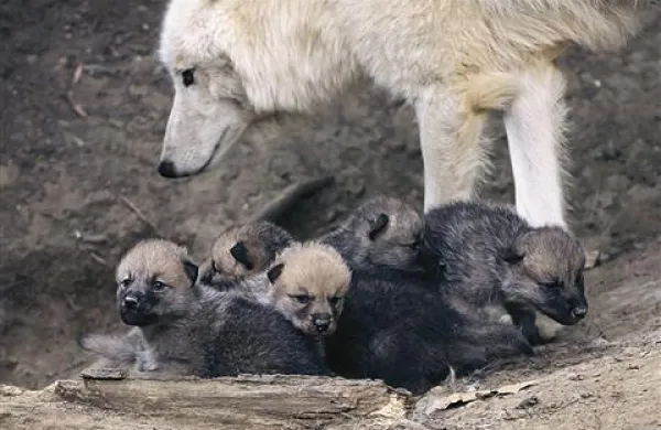 V dunajskem živalskem vrtu Schönbrunn so se v začetku maja prvič skotili mladički polarnega volka