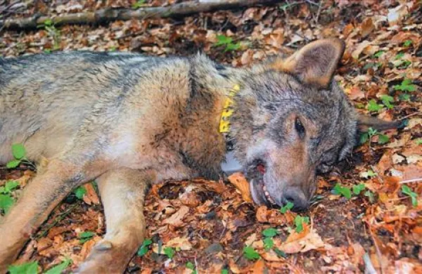 Volkulji Tonki so nadeli telemetrično ovratnico, tako bodo lahko spremljali njeno gibanje in dobili vpogled v vzrejo njenih mladičev  