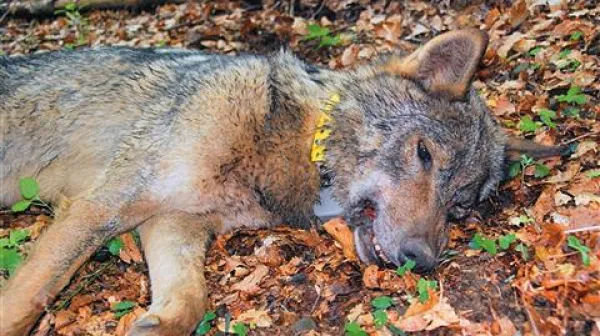 Volkulji Tonki so nadeli telemetrično ovratnico, tako bodo lahko spremljali njeno gibanje in dobili vpogled v vzrejo njenih mladičev  
