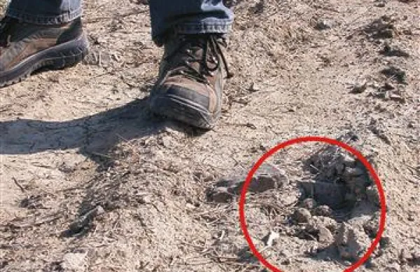 Hoja po stranpoteh, tik ob gnezdu beločelega deževnika 