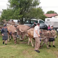 Družina Žiberna iz Merč še redi kraške sivke, z njimi člani družine radi pripravijo prikaz vprege po starem