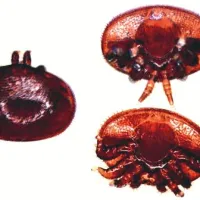 Varoja