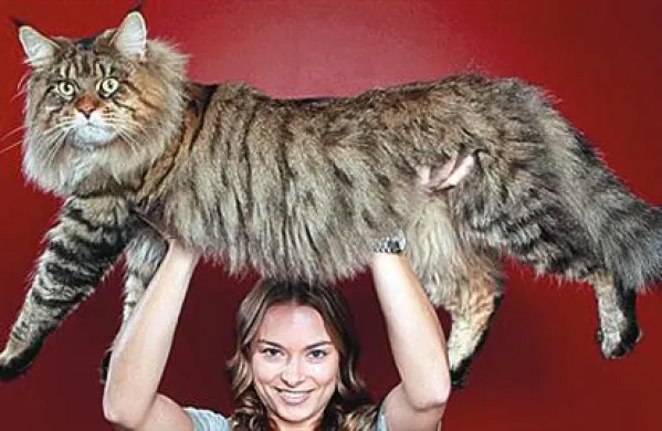 Rupert ima komaj dve leti in po teži že krepko prekaša svoje “rojake” pasme Maine Coon, ki sicer spadajo med največje mačke na svetu