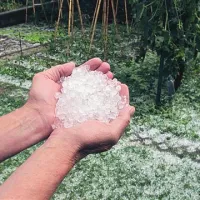 Eden od pobeljenih vrtov na Markovcu