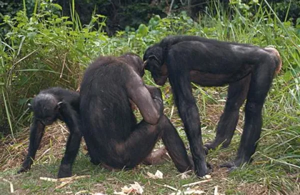 DNK opic bonobo in šimpanzov se razlikuje za pol odstotka