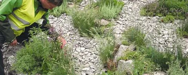 Krvavordeči nageljček, vijolični lučnik, ivanjščica, jesenček ter kraške trave in homuljnice so na razstavi v Londonu dokazovale, da je možno vrt urediti tudi s  samoniklimi rastlinami