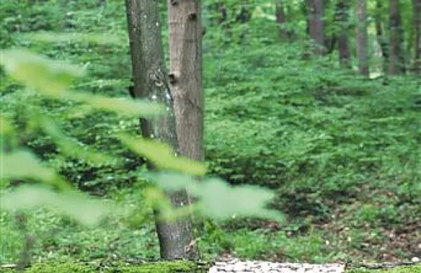 Nočem zgolj oblikovati predmetov