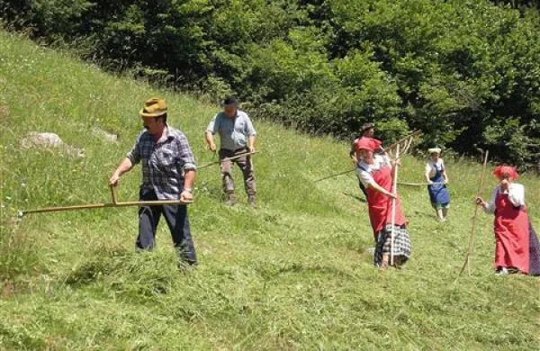 Na travniku so z delom najprej začeli kosci, kmalu za njimi pa še grabljice, ki so večje kupe trave razrahljale,  da so se prej posušili 