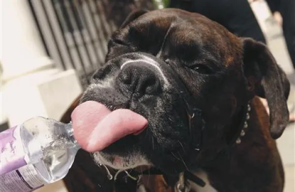 Veterinarska uprava RS opozarja na primerno ravnanje z živalmi ob visokih temperaturah, ki bodo danes in v četrtek lahko dosegle tudi 35 stopinj Celzija