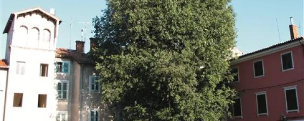 Navadni koprivovec na trgu ob   Fakulteti za humanistične študije  v Kopru