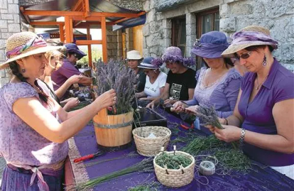 Festival v Ivanjem Gradu bo Kras za nekaj dni obarval v barvo sivke