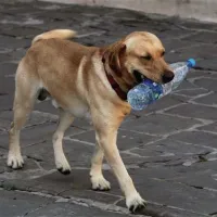 Nadaljevala se bo pasja vročina