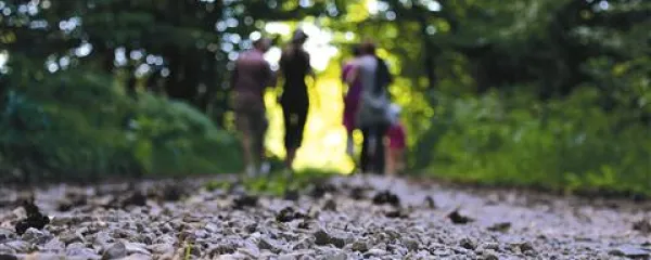 Bor je rasel na bregu ...