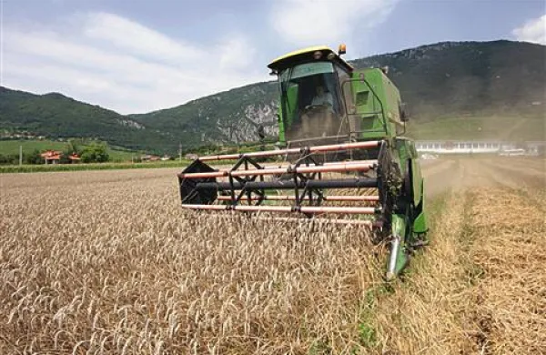 Letošnja pšenica iz Vipavske doline je zelo kakovostna, so pokazale analize