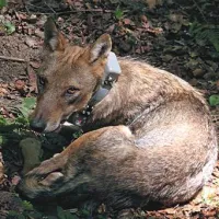 Takole so biologi v fotografijo ujeli volkuljo Tio med prebujanjem iz narkoze, ko so ji nadeli  ovratnico, ki jim bo odslej posredovala podatke o gibanju volkov v Kočevskem rogu