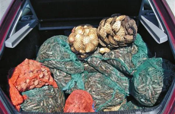 Policisti so v Sloveniji zasegli približno 600 kilogramov datljev