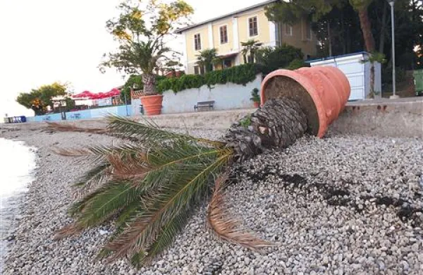 Izolska palma je pristala v morju