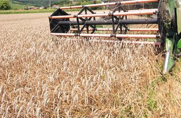 Poljedelci so pospravili letošnji pridelek pšenice in ječmena na Vipavskem