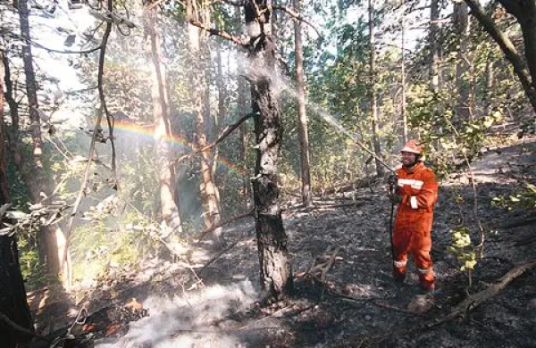 Ognjeni zublji so na Sedovcu pri Trnovem zajeli približno 35 hektarjev mešanega gozda