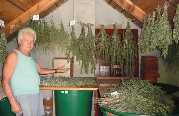 V hribih nabrana zelišča Tuta suši na naraven način, da v sebi ohranijo prav vse blagodejne učinke