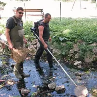 Ribiči  so iz osušenega Sušca odlovili mladice postrvi in jih prestavili v potok Bistrica