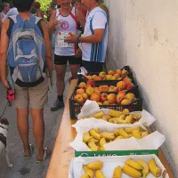 Sadja je bilo dovolj in še preveč
