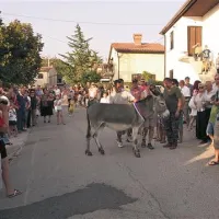 Oslica Sija je pokazala svoj trmast  značaj, ko se je med tekmo zaustavila pri publiki 