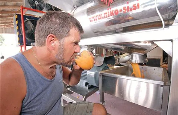 Tomaž Gregorič poizkuša sveže stisnjeno breskovo kašo, iz katere potem  izdelujejo sok