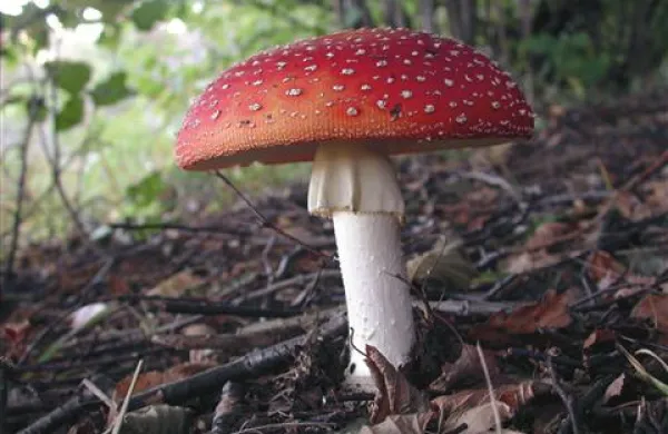Strupena rdeča mušnica