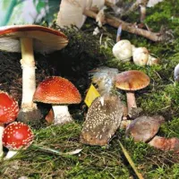 K ozaveščanju o gobah prispevajo občasne razstave strupenih in užitnih gob, ki jih prirejajo gobarska društva