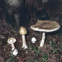 Pri zastrupitvi z zeleno mušnico (na sliki) in njej sorodnimi gobami  lahko nastopi prehodno izboljšanje prebavnih težav in zatem pride do hude okvare organov  ter celo do smrti