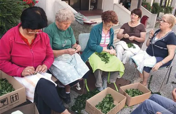 Spodnjeidrijčanke so se  usedle k tradicionalnemu spletanju bršljanovih vencev, z njimi okrasile Marijino cerkev in jo pripravile na praznovanje velikega šmarna