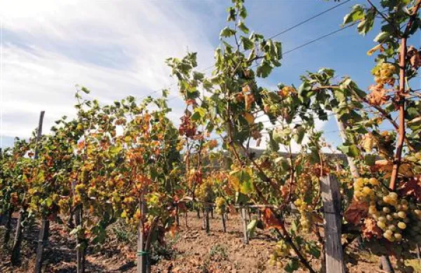 Vinogradnike boli srce ob pogledu na trse, ki jih zdelujejo suša in visoke temperature (na fotografiji  vinograd nad vasjo Tabor  pri Dornberku), marsikje bodo grozdje začeli trgati precej bolj zgodaj kot običajno. Bruno Zaro  v svojem vinogradu pri Izoli s trgatvijo začenja že danes. 