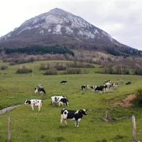 Kdor si na Postojnskem, Pivškem in Bistriškem želi promovirati in  tržiti  svoje kmetijske in gozdarske  izdelke, se lahko prijavi na razpis  Društva za razvoj podeželja med Snežnikom in Nanosom  