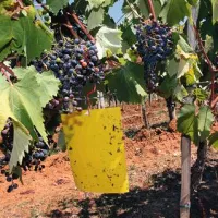 Z lepljivimi ploščami  v vinogradih izvajajo nadzor nad prisotnostjo ameriškega škržatka