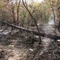 Suša in ljudje brez vesti na Primorskem povzročajo vedno nova pogorišča