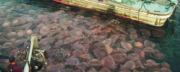 Japonski ribiči imajo zaradi razmaha meduz precej težav