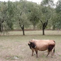 Posebnost braniške doline, ki ohranja biotsko raznovrstnost, kmetijstvu pa daje dohodek,  so  visokodebelni sadovnjaki
