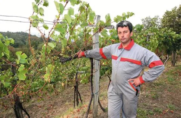 Matej Večko je v dilemi, če se mu vinogradništvo še izplača