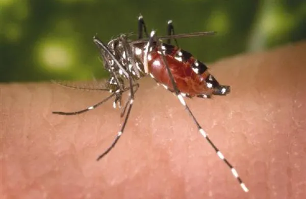 Virus Zahodnega Nila prenašajo tigrasti komarji