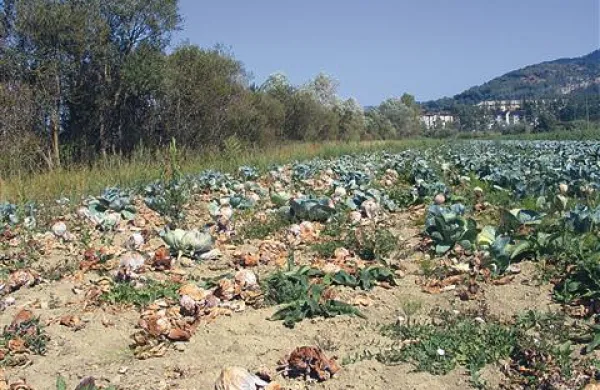 Njiva, posajena z zeljem na Žabovci, lučaj od presušene struge reke Reke, kaže klavrno podobo letošnjega pridelka