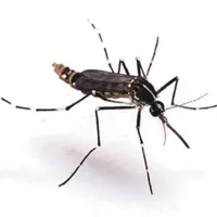Komar tiger se je pri nas že povsem udomačil in pika tudi podnevi 