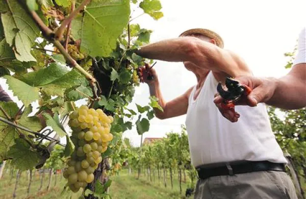 Grozdje je lepo in zdravo, a ga je veliko manj kot v optimalnih letinah