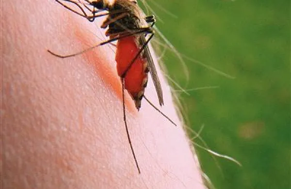 Virus nilske vročico lahko na človeka prenese tudi navaden komar