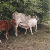 Če govedo piči okuženi komar, postanejo te živali vmesni člen v verigi okužbe med komarjem in človekom, saj se bo ob piku na govedu okužil še neokuženi komar in virus nilske vročice nato zanesel še na človeka