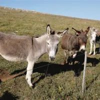 Na Vremščici veterinarji ob ovcah za raziskave redijo tudi 30 oslov